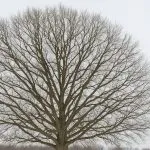 Winter tree ready for pruning