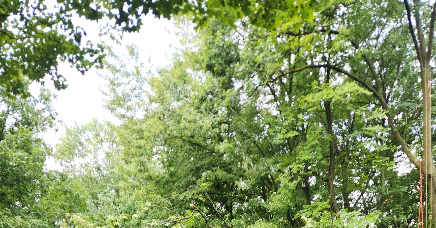 Fastest Growing Trees That Thrive in Michigan's Climate