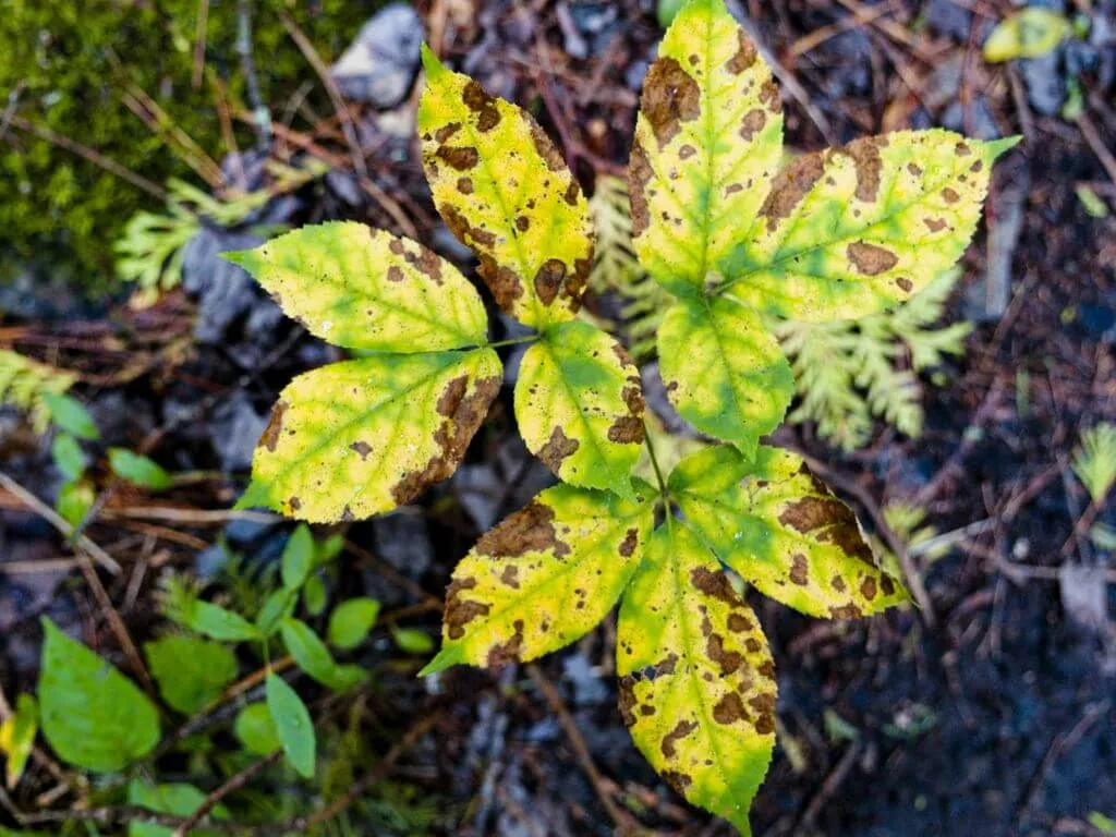 Close-up of green leaves with black spots caused by fungal infection
