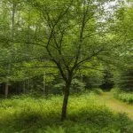 A young oak tree is being planted in a Livonia, Michigan, yard to show typical growth timelines