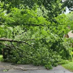Does Homeowners Insurance Cover Fallen Trees in Michigan?