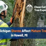 Arborist inspecting storm-damaged mature tree trunk after high winds in Howell, Michigan