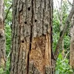 Emerald ash borer damage on an ash tree in Southeast Michigan