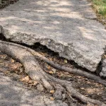 Silver maple root damage near the sidewalk