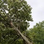 . Storm-damaged tree leaning dangerously after high winds in Southeast Michigan