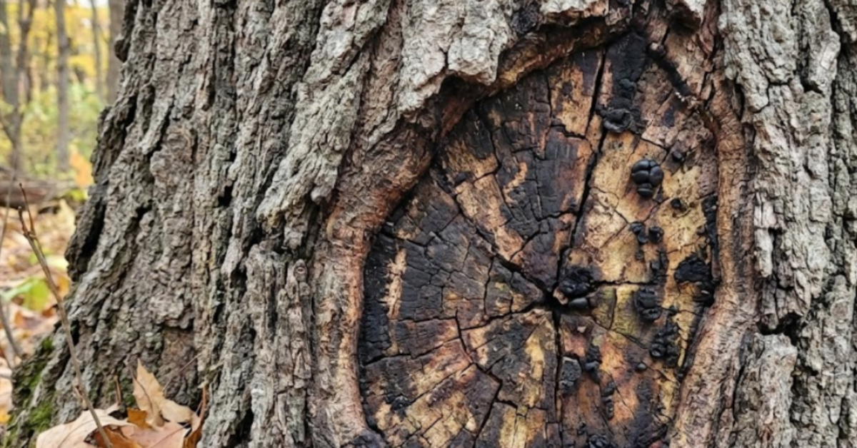 Tree expert pruning a diseased maple branch to prevent spread in Farmington Hills, MI