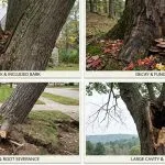Tree structural damage signs in Michigan
