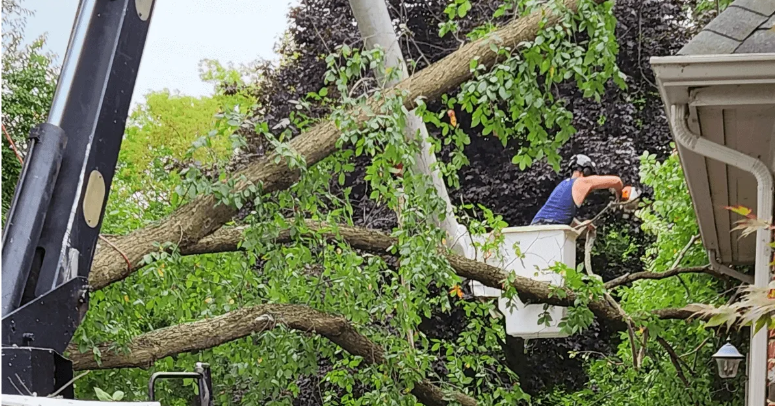 Arborist performing structural pruning on a young maple tree in Southeast Michigan.