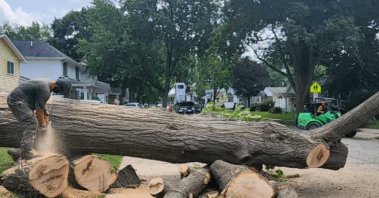 Arborist cutting a large oak tree during fall in Southeast Michigan for safe removal.