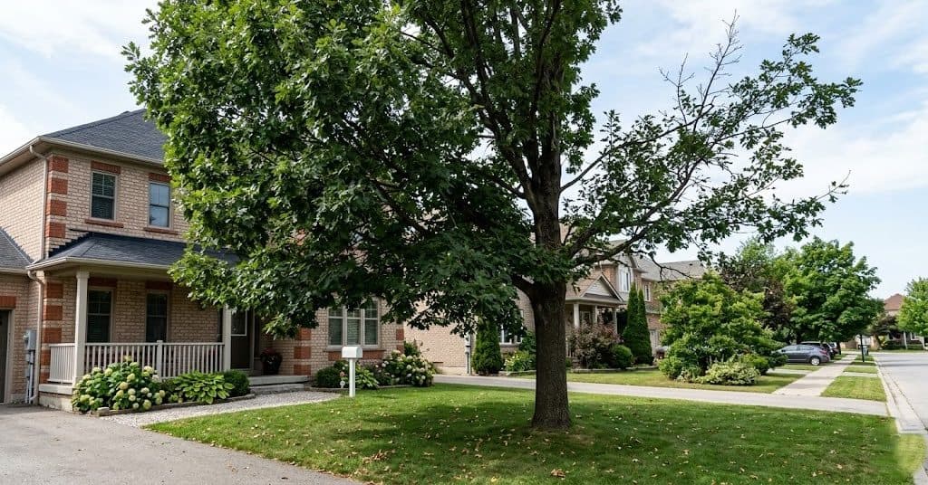 Uneven canopy growth on a residential tree showing lopsided branches