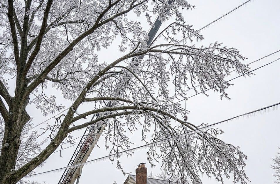 Ice-coated Silver Maple branches sagging near Farmington Hills home