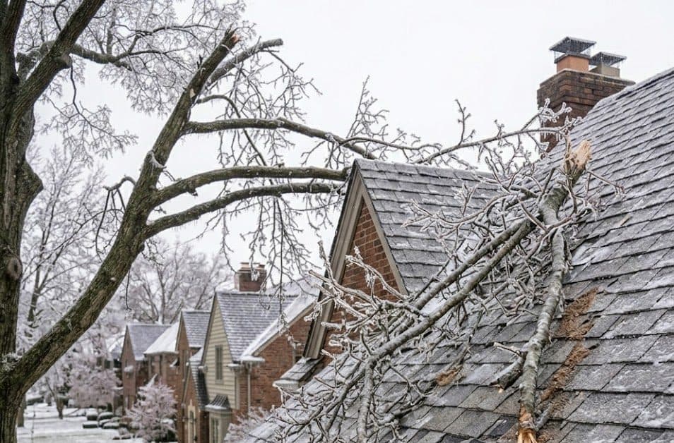 Oak branches scraping asphalt shingles Farmington Hills MI roof