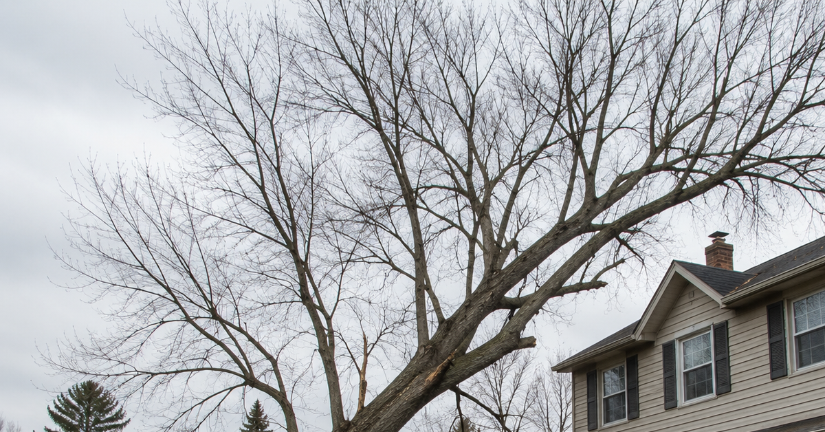Dangerous leaning tree near a home in Southeast Michigan awaiting removal