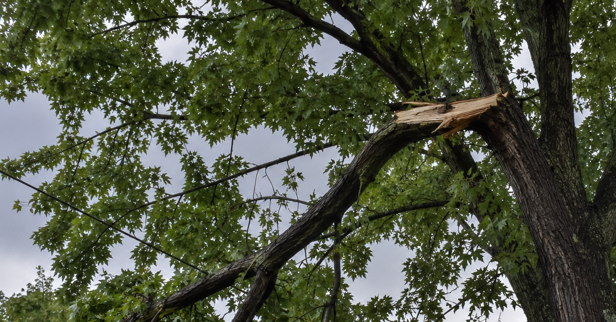 Broken hanging tree limb caught in a maple canopy after a windstorm, creating a dangerous widowmaker hazard.
