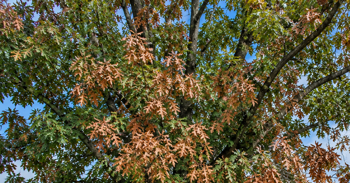 Red oak in Oakland County, Michigan, with browning leaves from oak wilt infection.