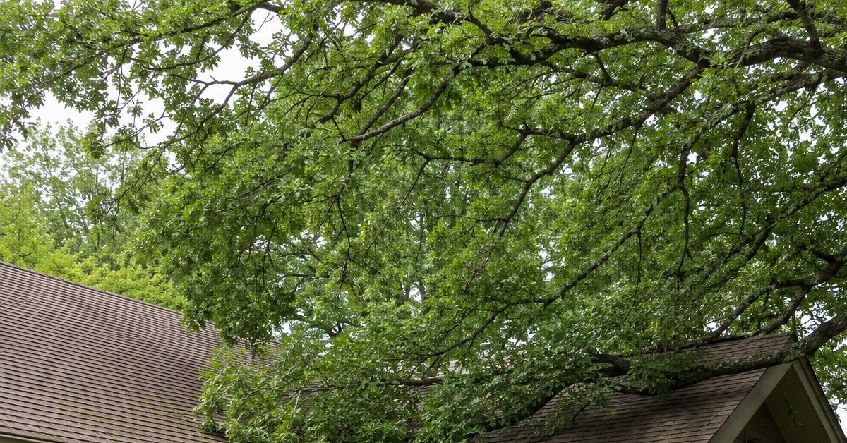 Overgrown oak tree branches extending over a roofline at a home in Howell, Michigan before professional tree trimming.