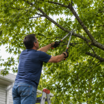 Homeowner attempting DIY tree trimming with a ladder