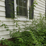 Overgrown shrubs along a Howell, MI home foundation
