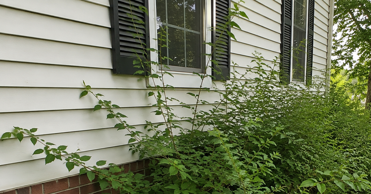 Overgrown shrubs along a Howell, MI home foundation