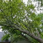 Leaning tree over a Farmington, MI driveway