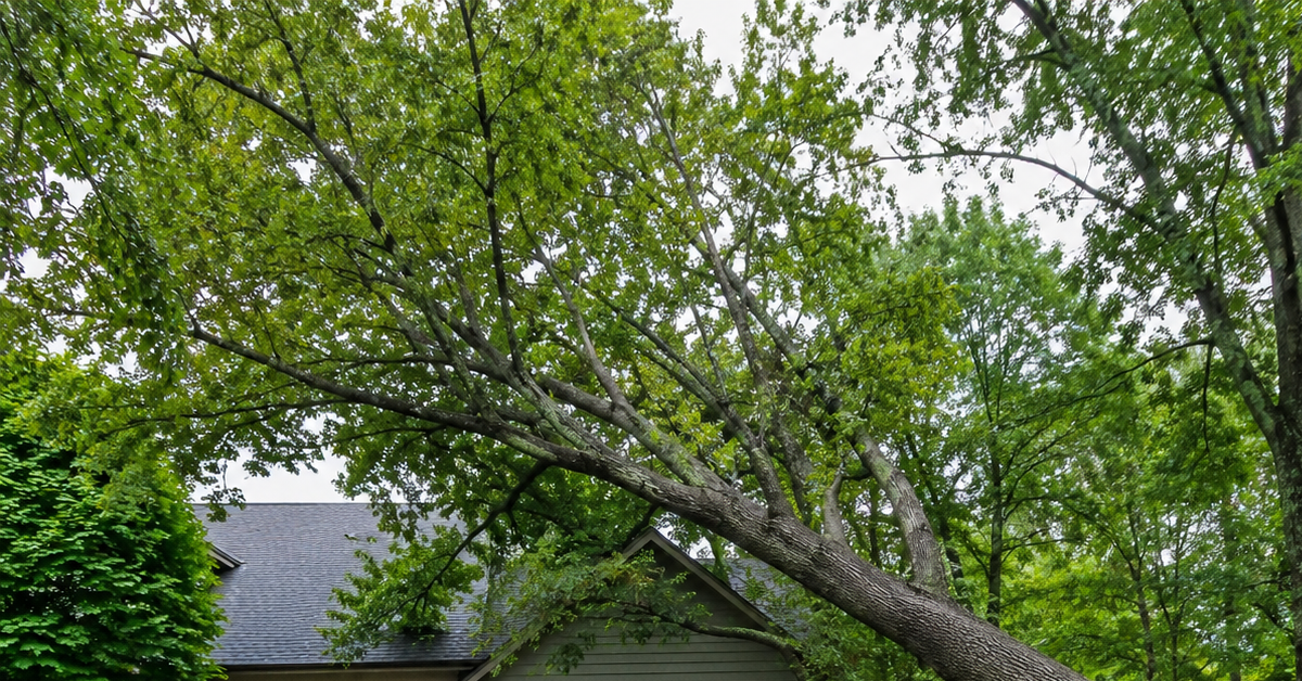 Leaning tree over a Farmington, MI driveway