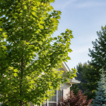 Healthy trees planted in a residential landscape in Howell, Michigan