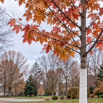 Young maple tree with trunk wrap and mulch ring in a southeast Michigan yard in late fall