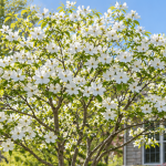 ● Flowering dogwood tree planted in a Novi, MI front yard.