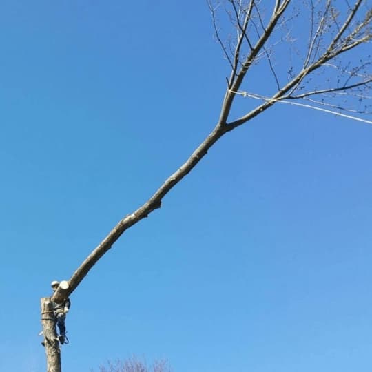 Tree service truck and chipper working in Birmingham, MI