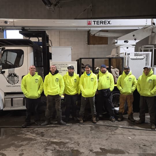 Emergency tree removal team clearing storm damage in Southfield, MI