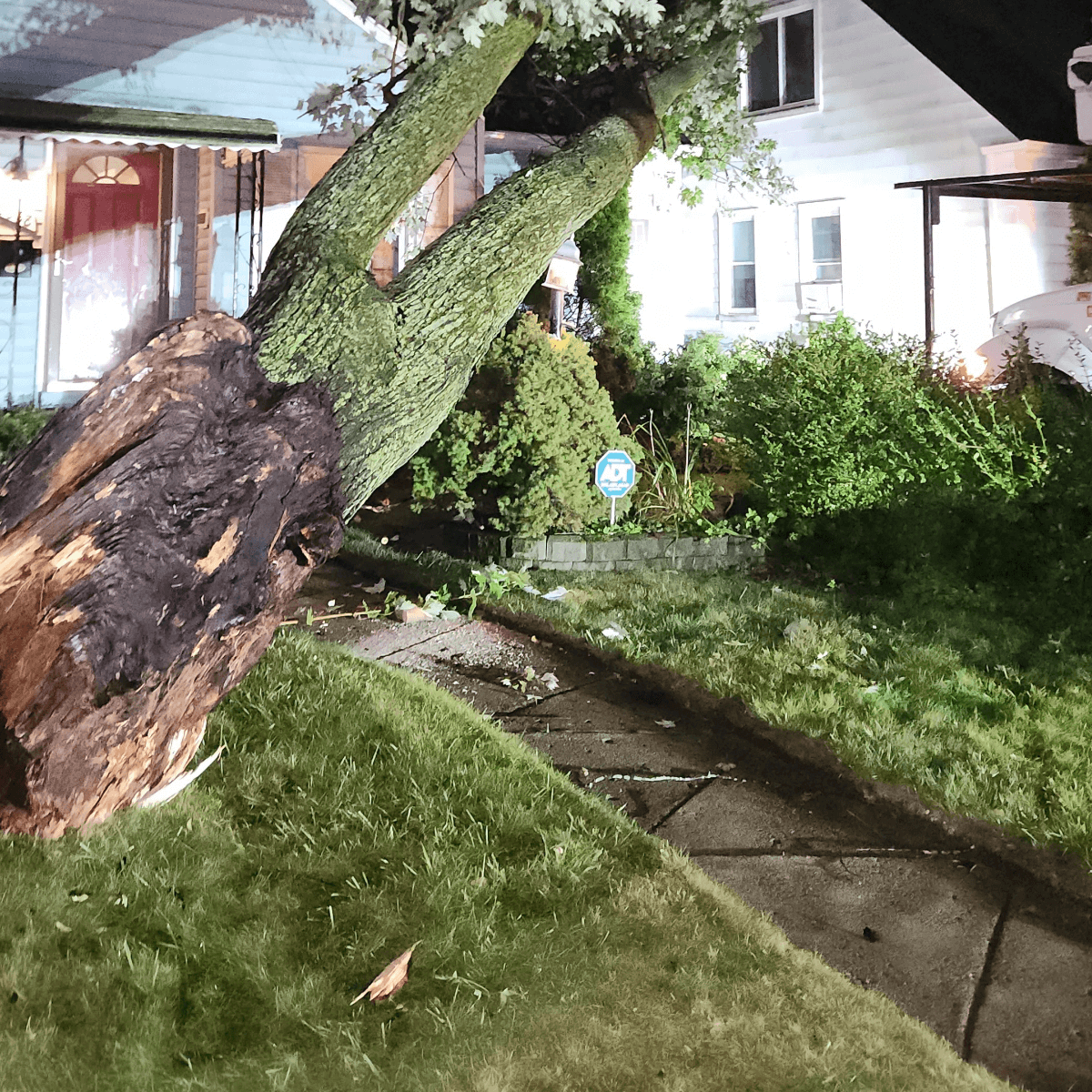 Tree roots being removed from the ground to prevent property damage.