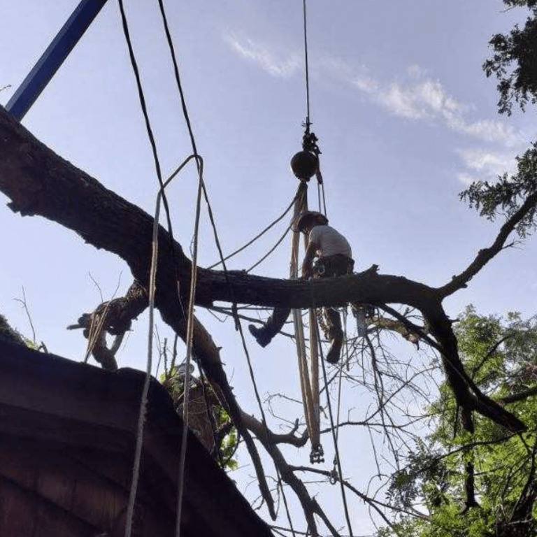Tree service experts removing fallen tree after storm in Livonia, MI