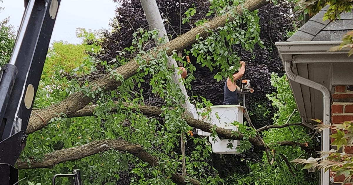 Arborist performing tree removal on historic Franklin, MI property
