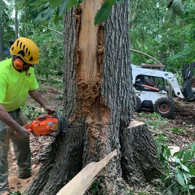 Large tree roots growing close to a concrete home foundation in Michigan.