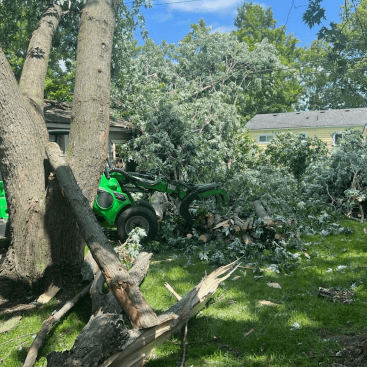Stump grinding service after tree removal in Livonia, Michigan