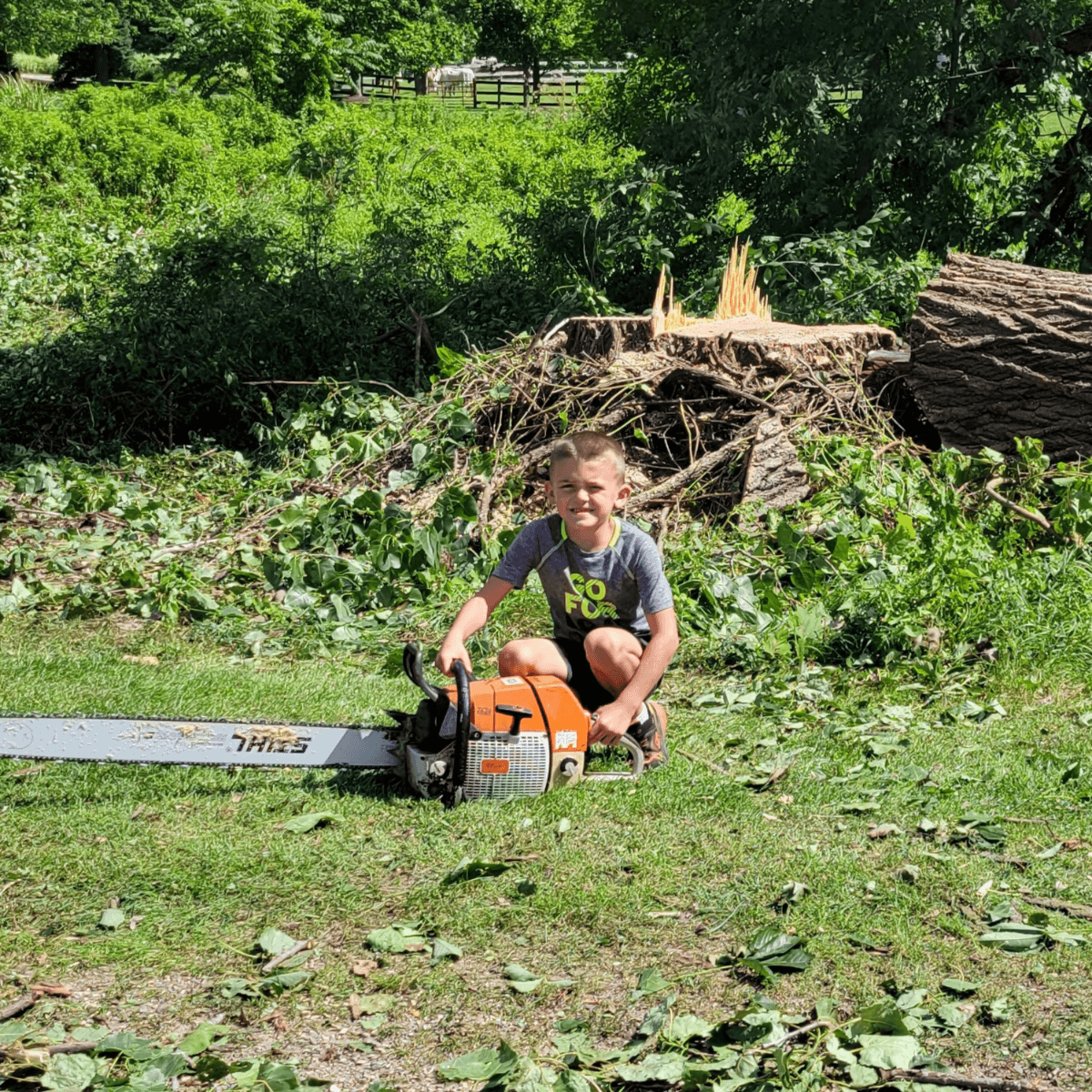Arborist securing a large tree with support cables before a severe storm.