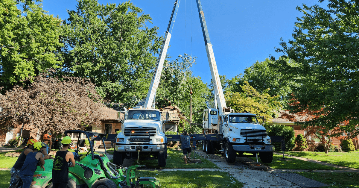 Crane removing large tree in Farmington Hills, Michigan