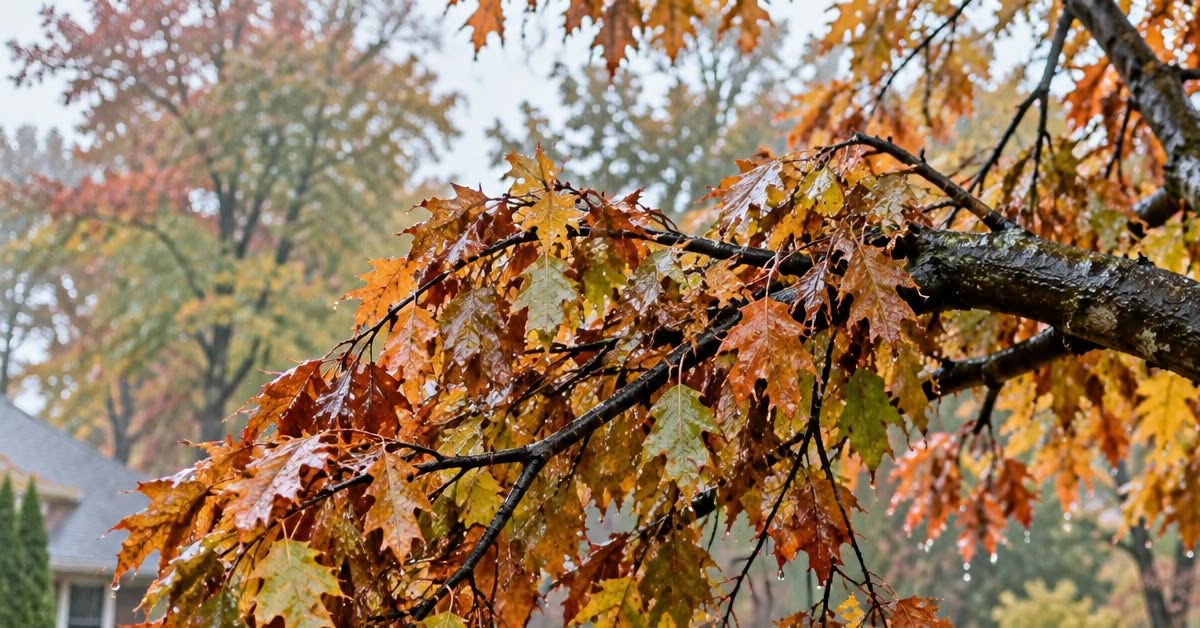 Tree branch bending under wet autumn leaves